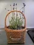 lavender1.jpg